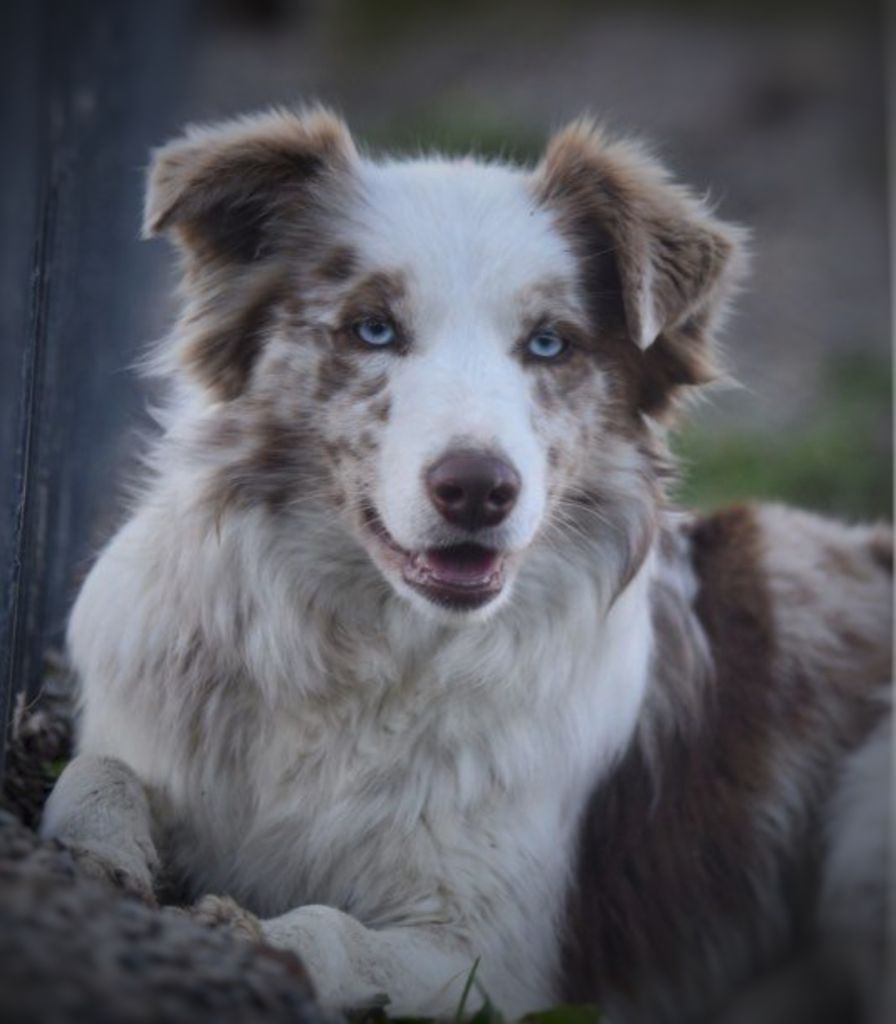 Les Border Collie de l'affixe Des Vignes De Masseprés