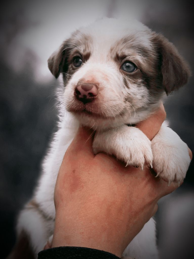 Des Vignes De Masseprés - Chiot disponible  - Border Collie