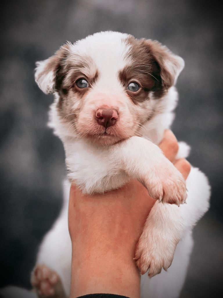 Des Vignes De Masseprés - Chiot disponible  - Border Collie