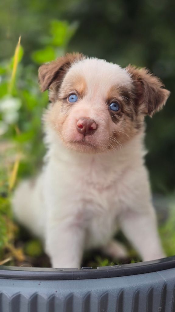 Des Vignes De Masseprés - Chiots disponibles - Border Collie