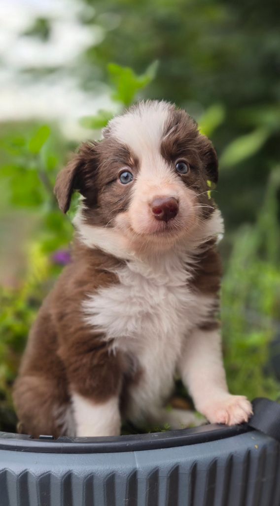 Des Vignes De Masseprés - Chiots disponibles - Border Collie