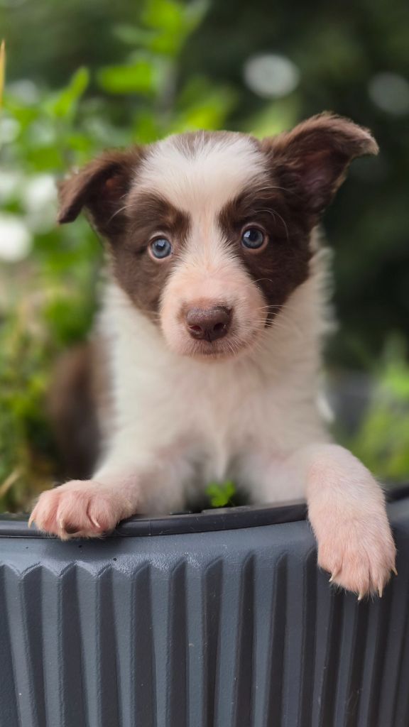 Des Vignes De Masseprés - Chiots disponibles - Border Collie