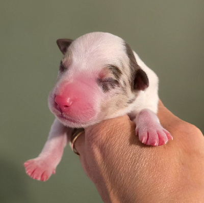 CHIOT 4