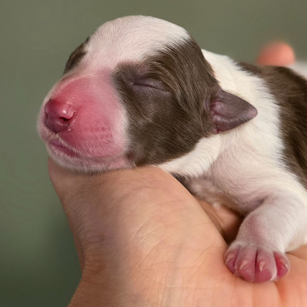 Des Vignes De Masseprés - Chiots disponibles - Border Collie