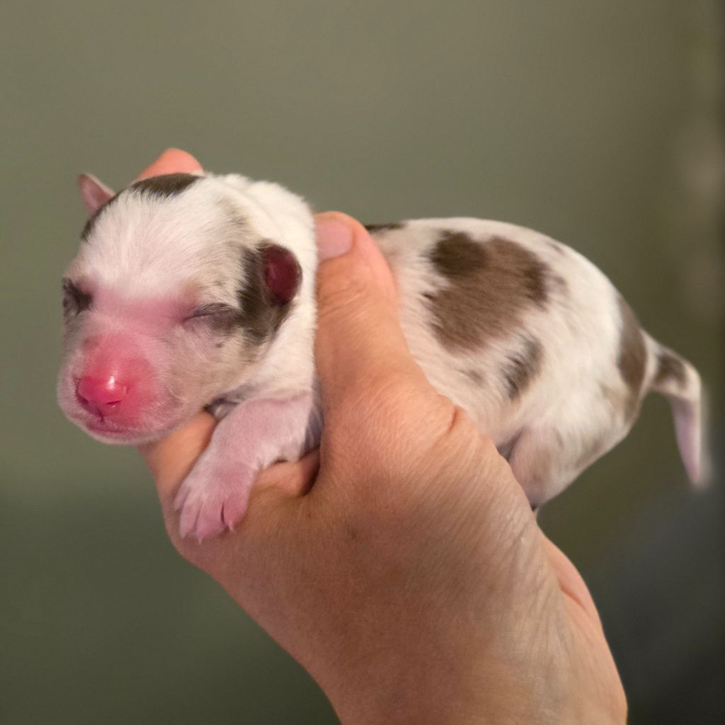 Des Vignes De Masseprés - Chiots disponibles - Border Collie