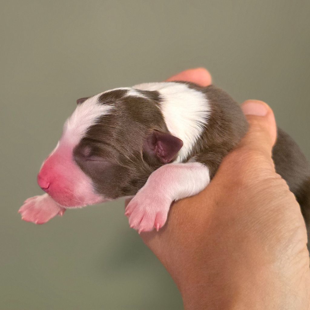 Des Vignes De Masseprés - Chiots disponibles - Border Collie