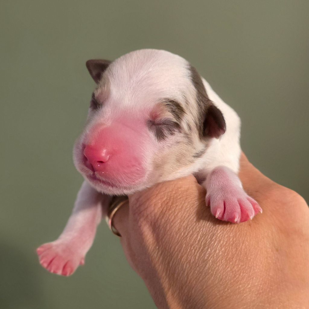 Des Vignes De Masseprés - Chiots disponibles - Border Collie