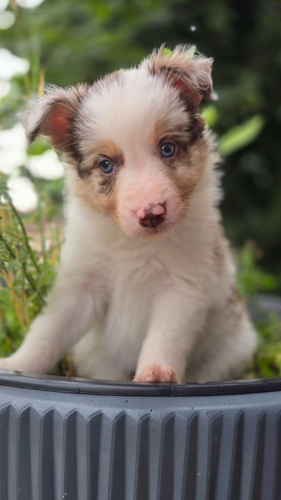 Des Vignes De Masseprés - Chiots disponibles - Border Collie