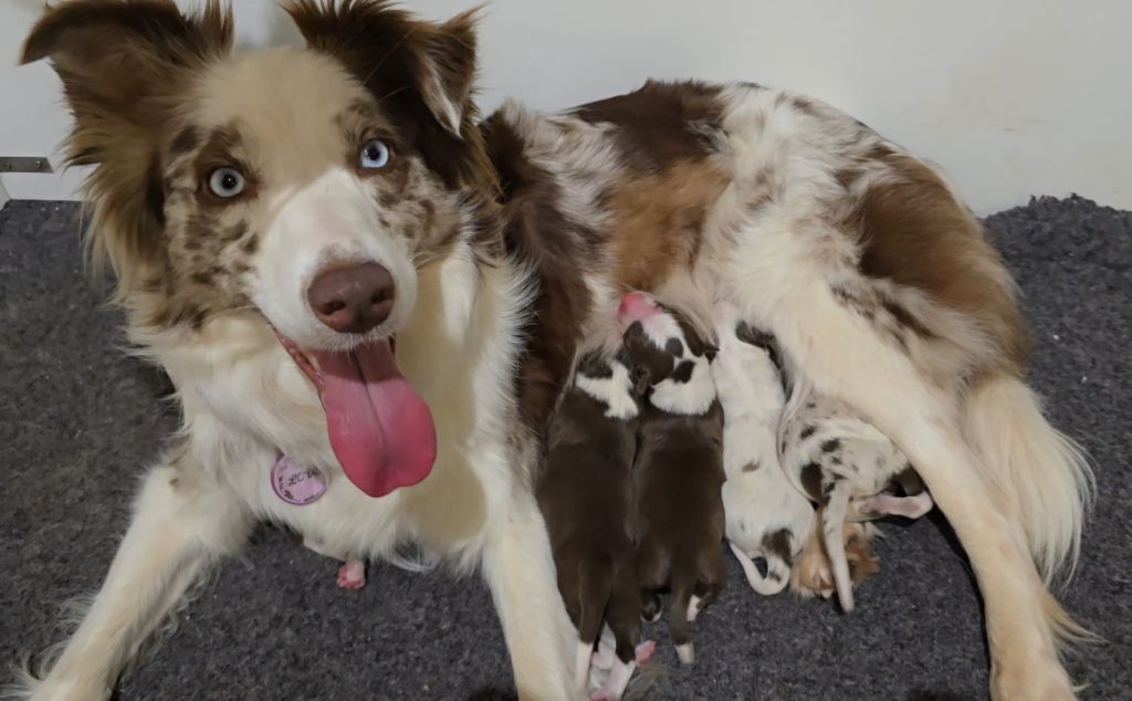 Chiot Border Collie Des Vignes De Masseprés