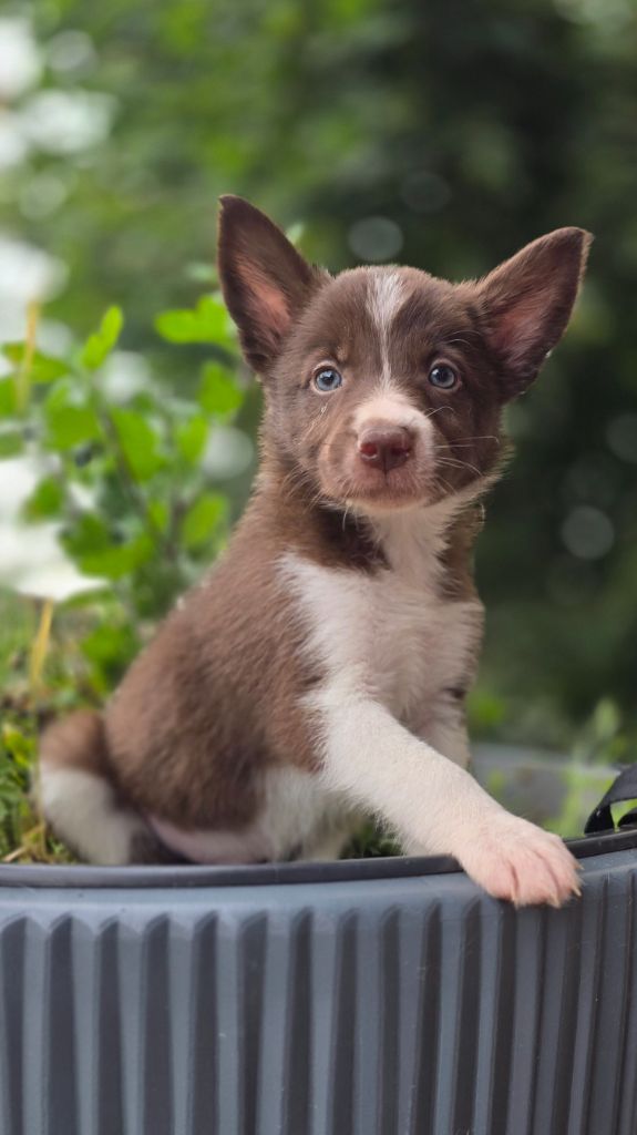 Des Vignes De Masseprés - Chiots disponibles - Border Collie