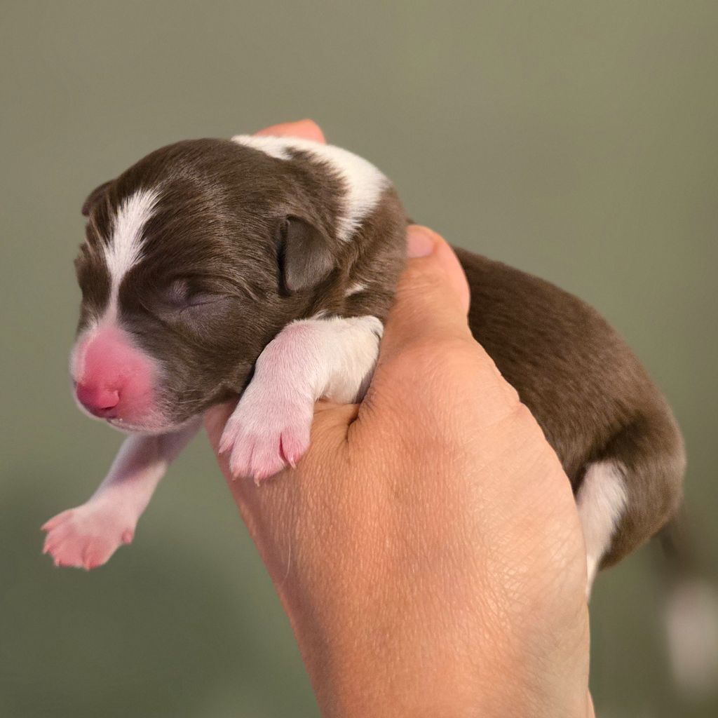 Des Vignes De Masseprés - Chiots disponibles - Border Collie